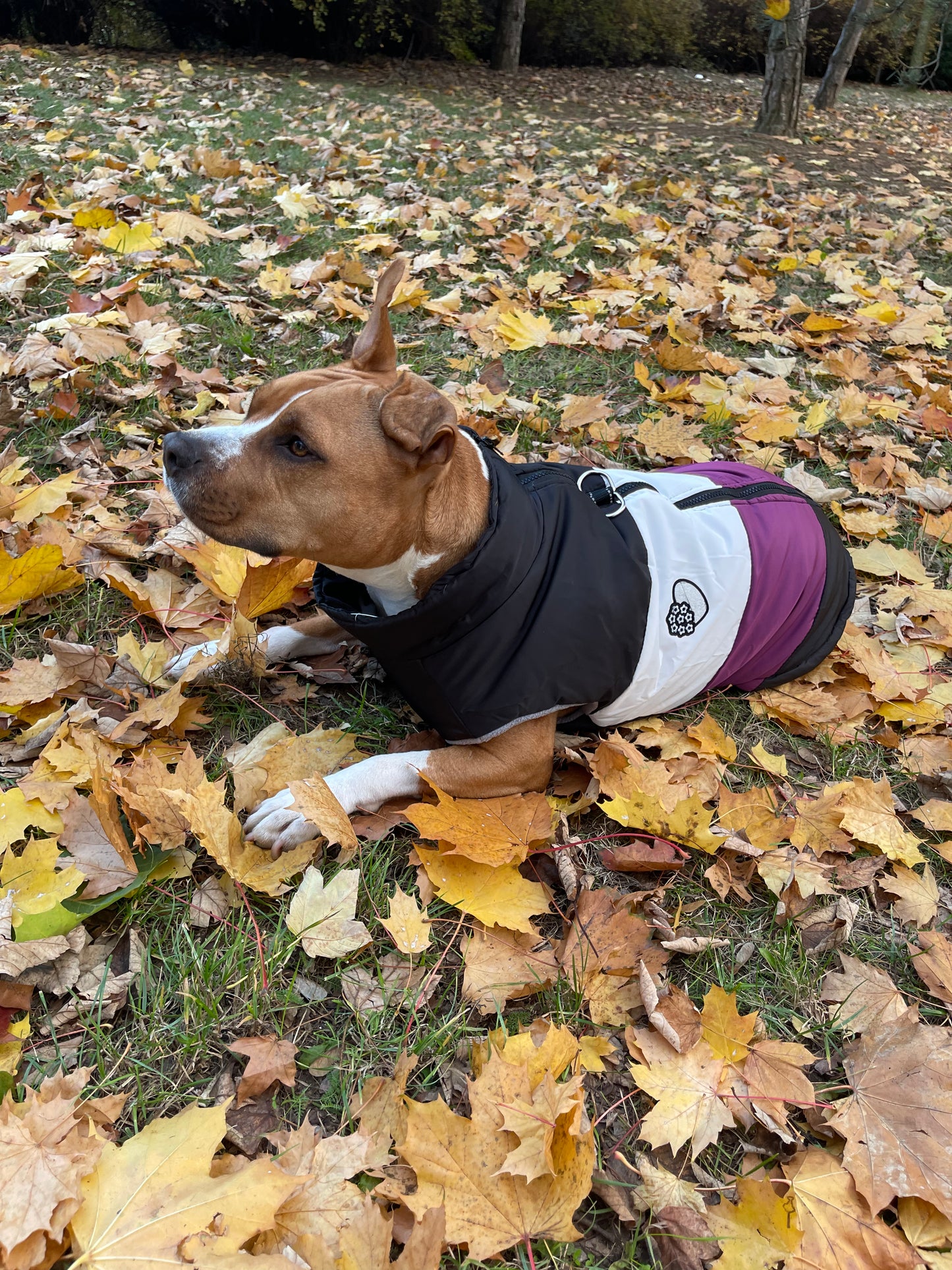Teplá zimní bunda pro velké pejsky StayWarm™
