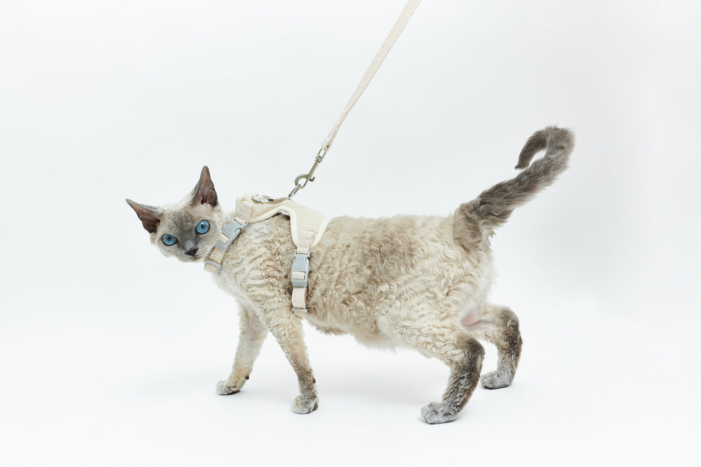 Leash with teddy bear - LáskaKočičí.cz