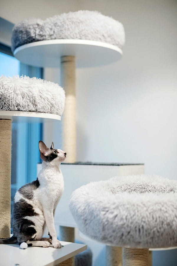 Tailor-made scratching post