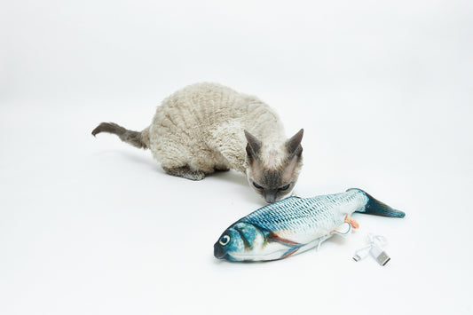 Trockener Fisch mit einer Tüte Shanty