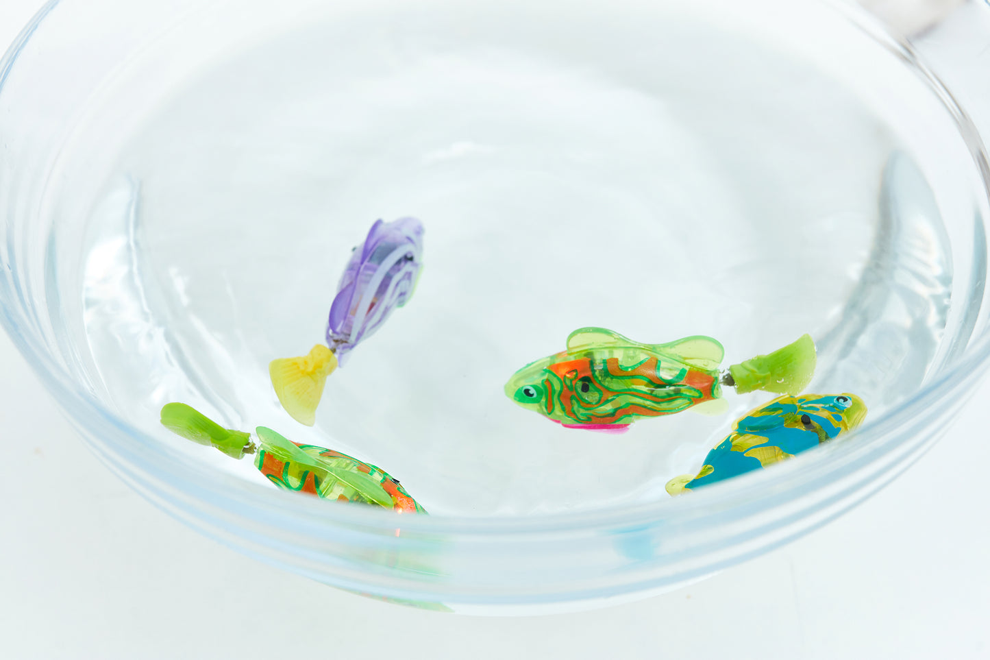 Fisch für Katze