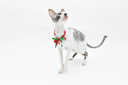 Christmas bow tie - adjustable size