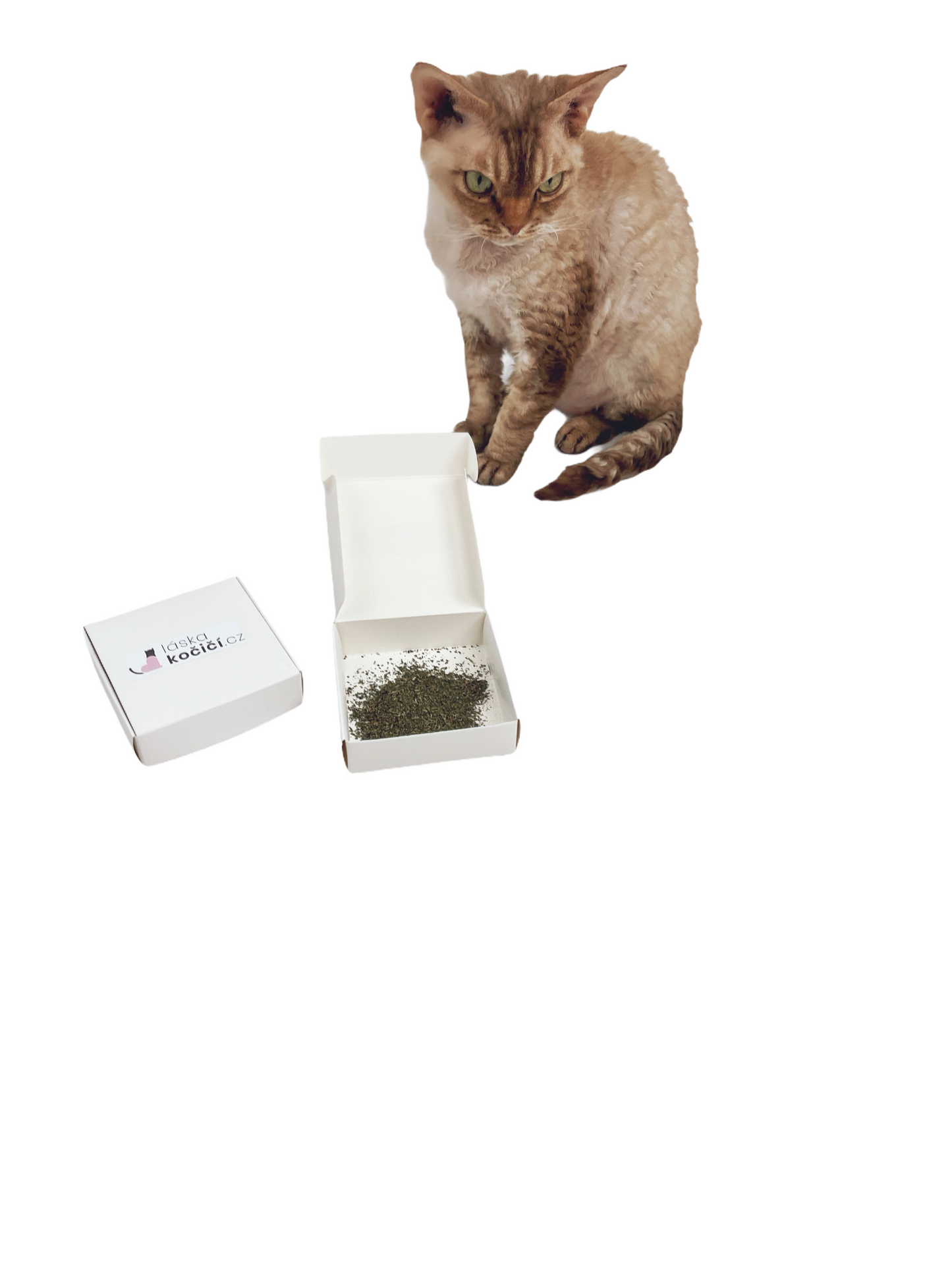 Shanta catnip